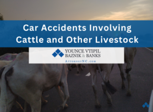 car accidents involving cattle and other livestock